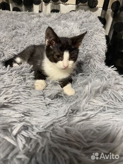 Девочка 2,5 месяца