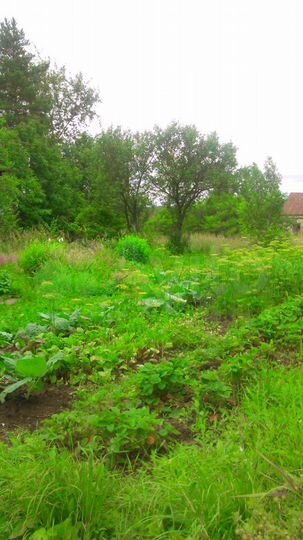 Участок 8 сот. (СНТ, ДНП)