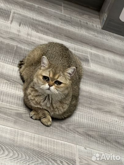 Кошки в добрые руки бесплатно