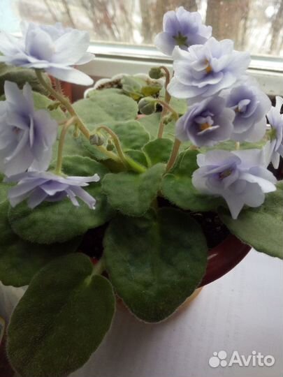 Продаю листочки фиалок