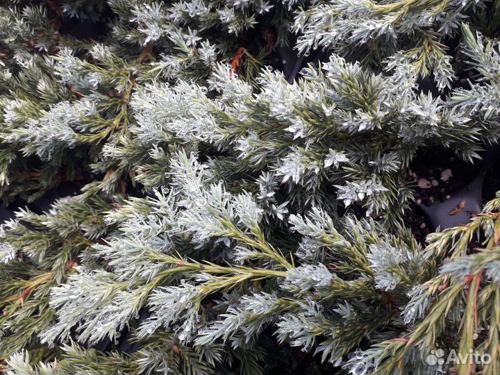 Туя западная смарагд