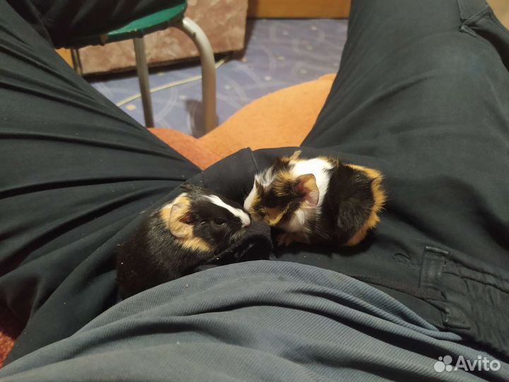 Морская свинка