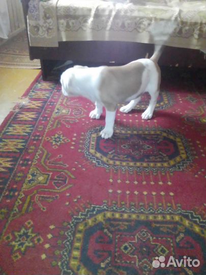 Продажа щенка