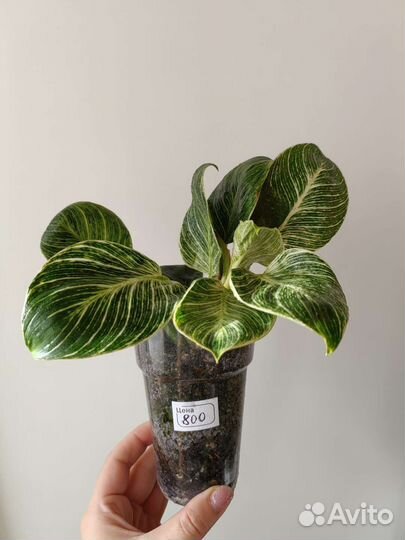 Филодендрон биркин