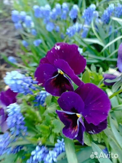 Сортовые фиалки цветущие