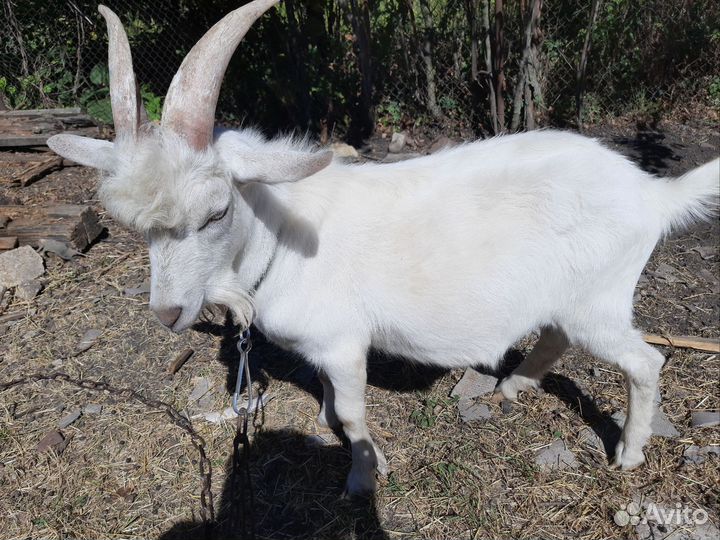 Поросята породы дюрок с кб