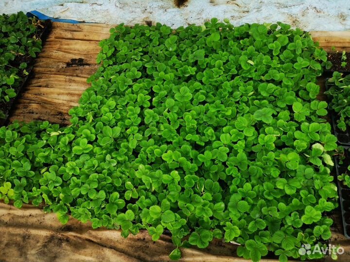 Рассада клубники кассетная