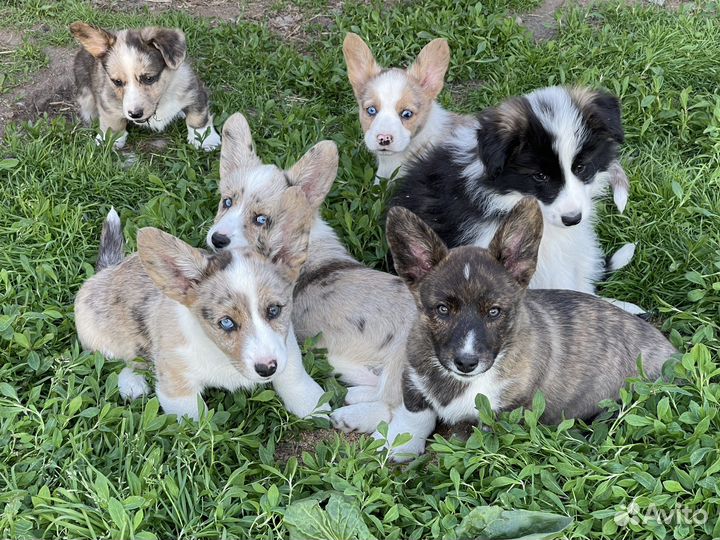 Вельш корги