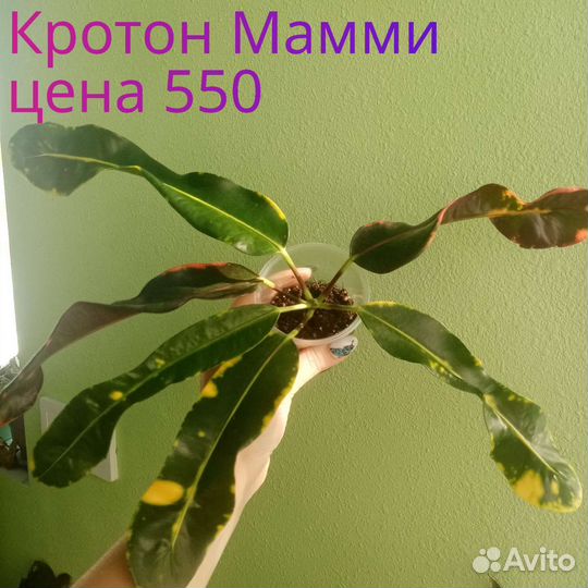 Кротоны 3 сорта