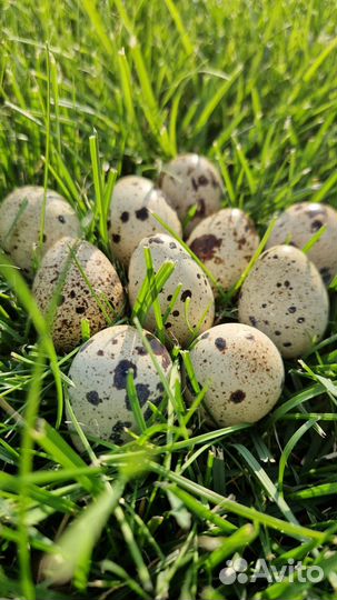 Фараон Гигант Инкубационное яйцо перепелов