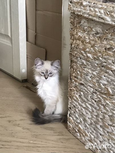 Котята Невские маскарадные