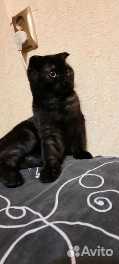 Шотландский скоттиш фолд