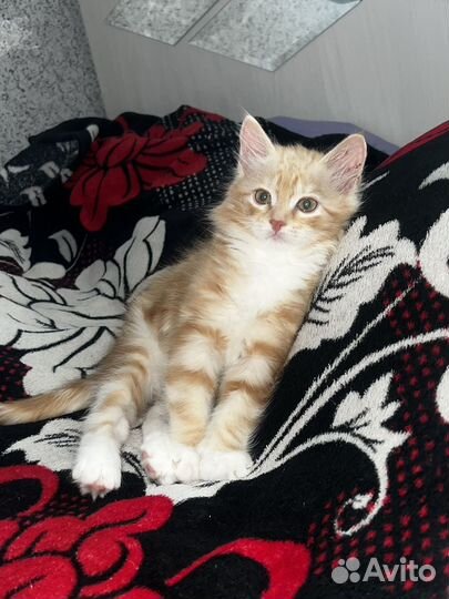 Котенок 2 месяца (мальчик)