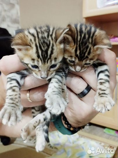 Бенгальские котята