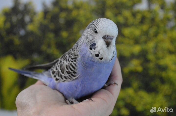 Волнистый попугай