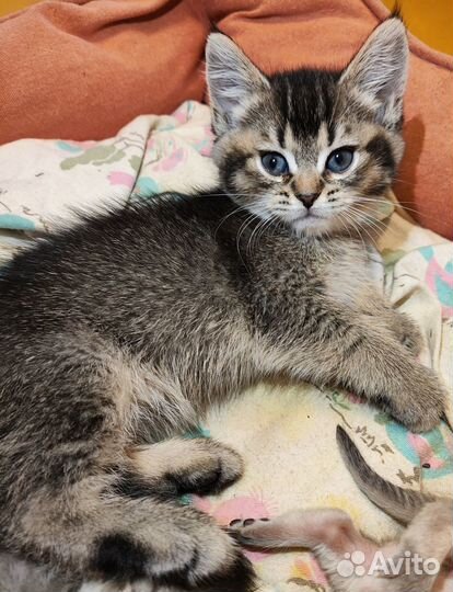 Шотладские котята