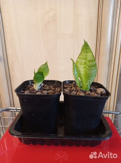 Укорененные черенки карликовой сансельверии