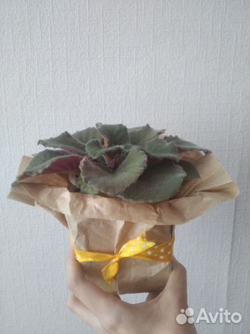 Фиалки подарочные