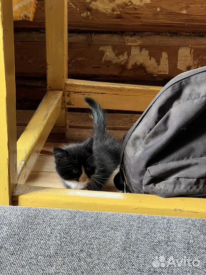 Котенок бесплатно мальчик