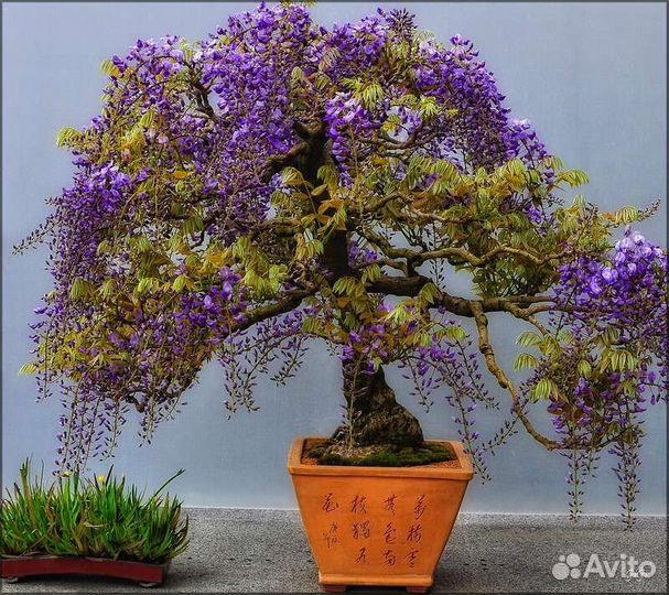 Глициния, саженцы бонсай