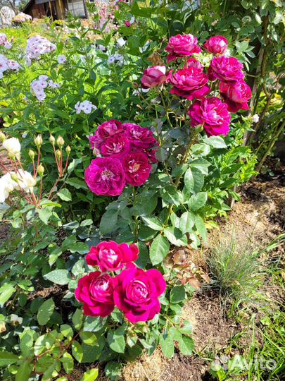 Розы и гортензии