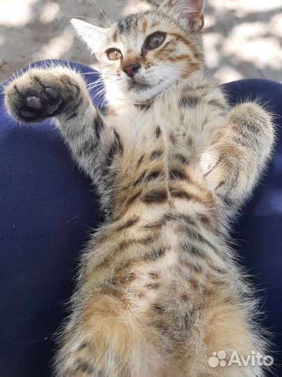 Котёнок бесплатно