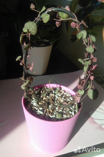 Комнатные растения 2