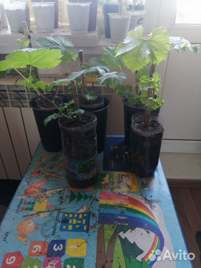 Саженцы винограда