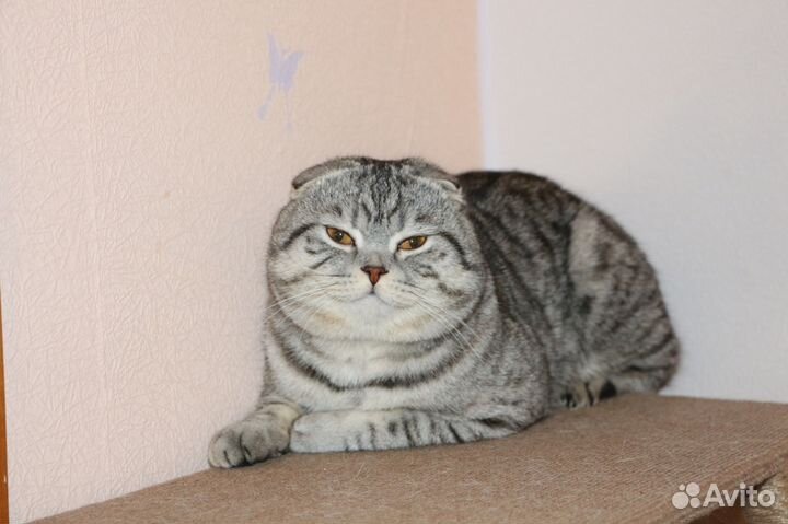 Вязка с шотландским котиком