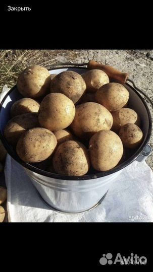 Картофель семенной