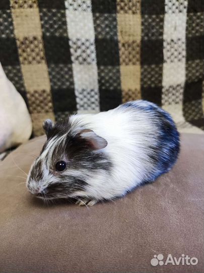 Морская свинка