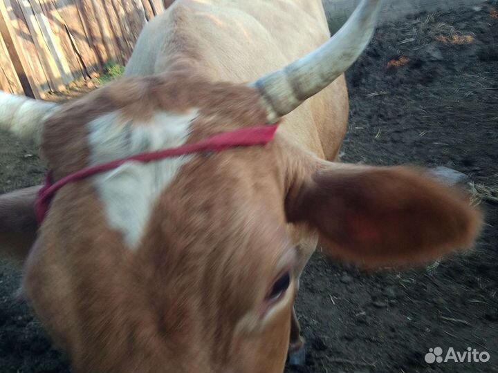 Корова дойная