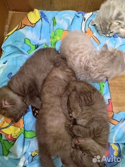 Скоттиш фолд
