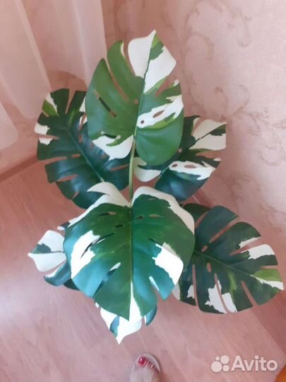 Растения икеа