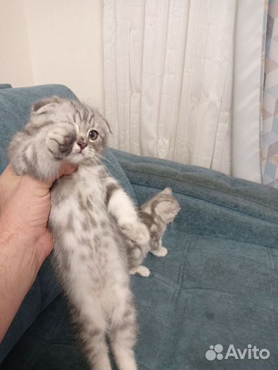 Шотландская