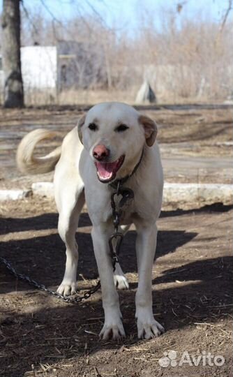 Собака в добрые руки