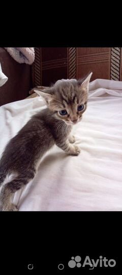 Кошка