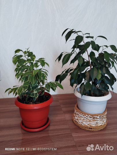 Фикус бенджамина