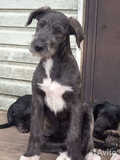 Щенки Ирландского волкодава