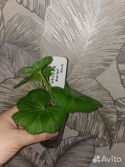 Пеларгония antique rose