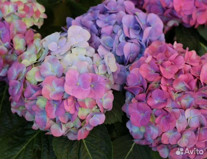Гортензия широколистная(хамелион)