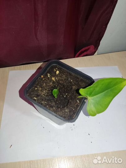 Мужское счастье (не бронирую)