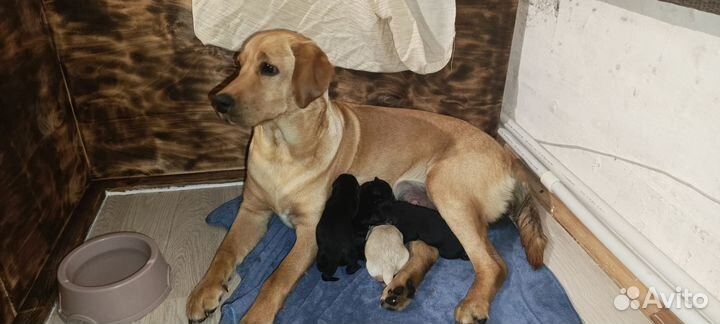 Щенки лабрадора