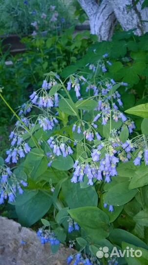 Продаю многолетние цветочки