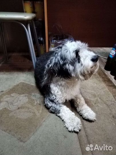 Отдам в добрые руки