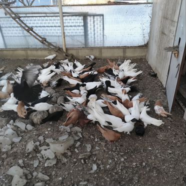 Продажа бакинских голубей