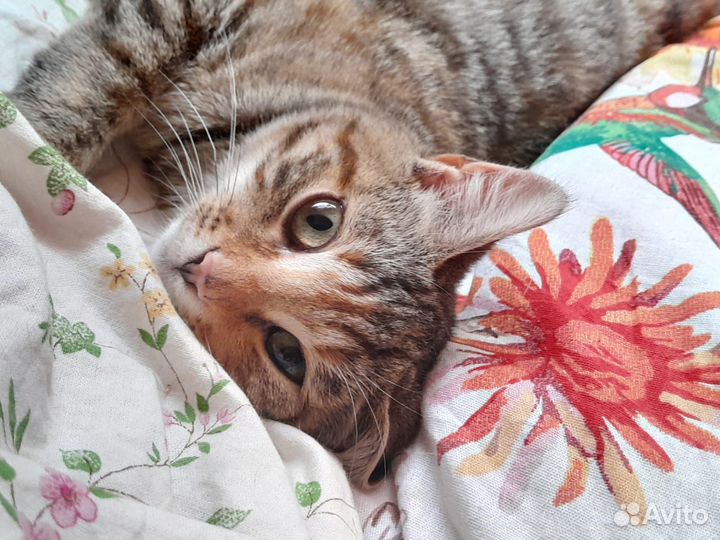 Кошка в дар