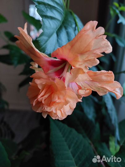 Гибискус комнатный