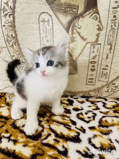 Сибирские котята