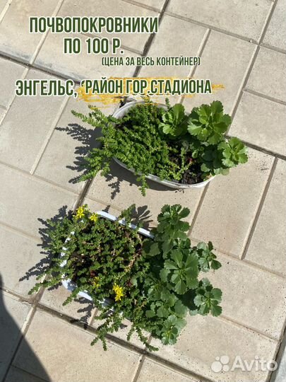 Почвопокровные растения